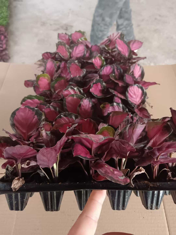 Crimson Goddess Seedling