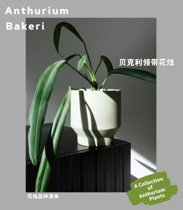 Anthurium Bakeri