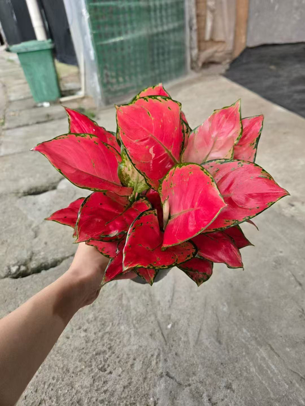 Red Luck Aglaonema