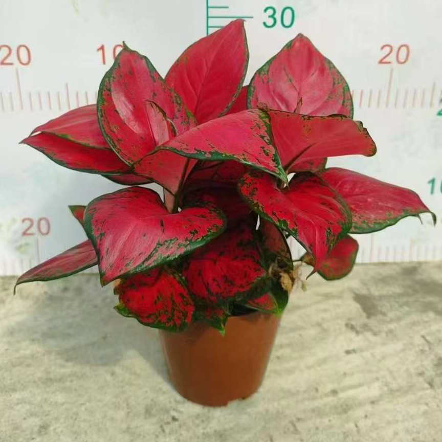 Red Fortune Aglaonema