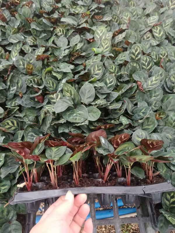 Calathea Seedlings