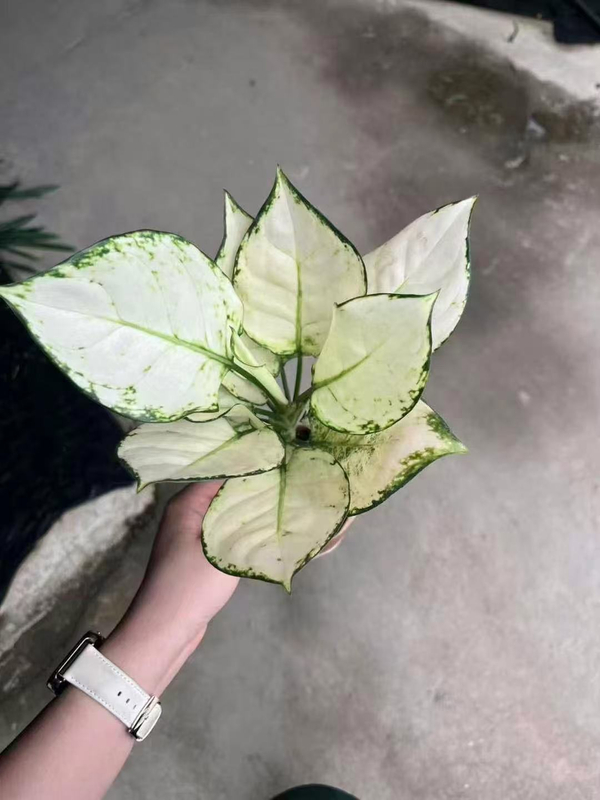 White Luck Aglaonema