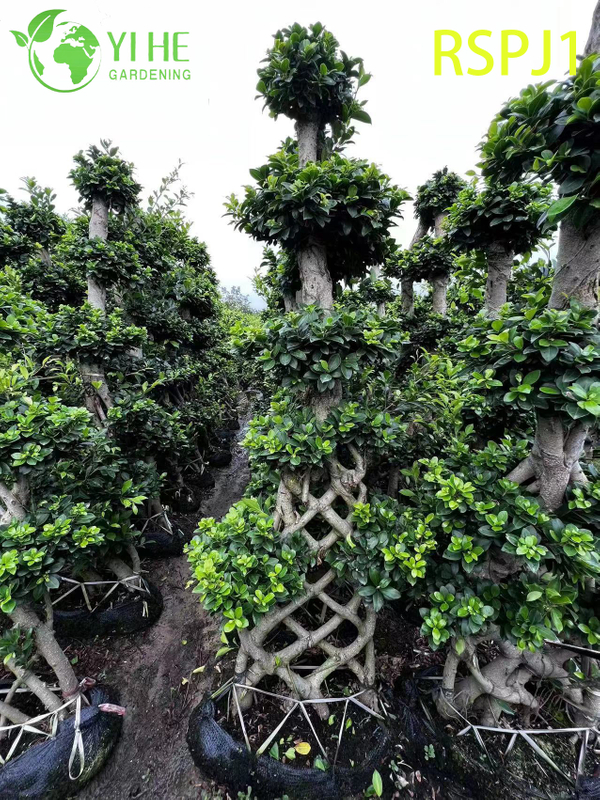 Tronc tissé épais grand ficus artistique, bonsaï de plante d'intérieur vivant