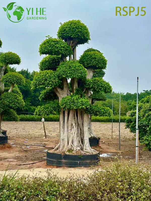 Giant Banyan-style Tall Artistic Ficus Tree A Live Indoor Floor Plant Bonsai 