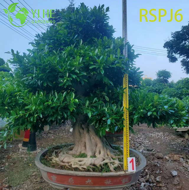 Exposed Root Umbrella Canopy Tall Artistic Ficus Tree Outdoor Floor Plant Bonsai