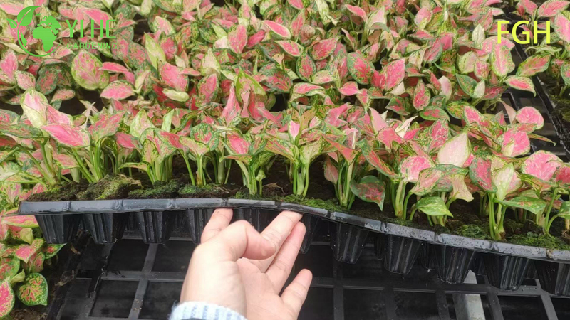 Aglaonema Sunshine Red Chinese Evergreen Live Plant for Indoors Seedlings