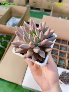 Wholesale Pink Dragonfly Pachyveria Live Succulent Pointed Rosette Bonsai