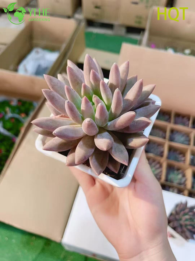 Оптовая продажа розовая стрекоза пахиверия живая сочная остроконечная розетка бонсай