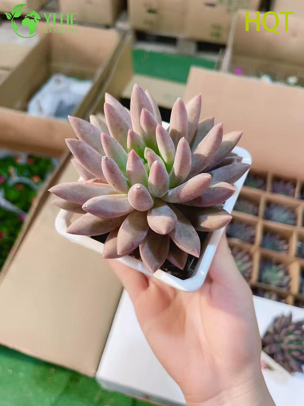 Wholesale Pink Dragonfly Pachyveria Live Succulent Pointed Rosette Bonsai