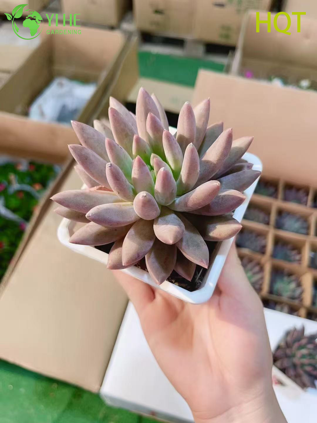 Wholesale Pink Dragonfly Pachyveria Live Succulent Pointed Rosette Bonsai