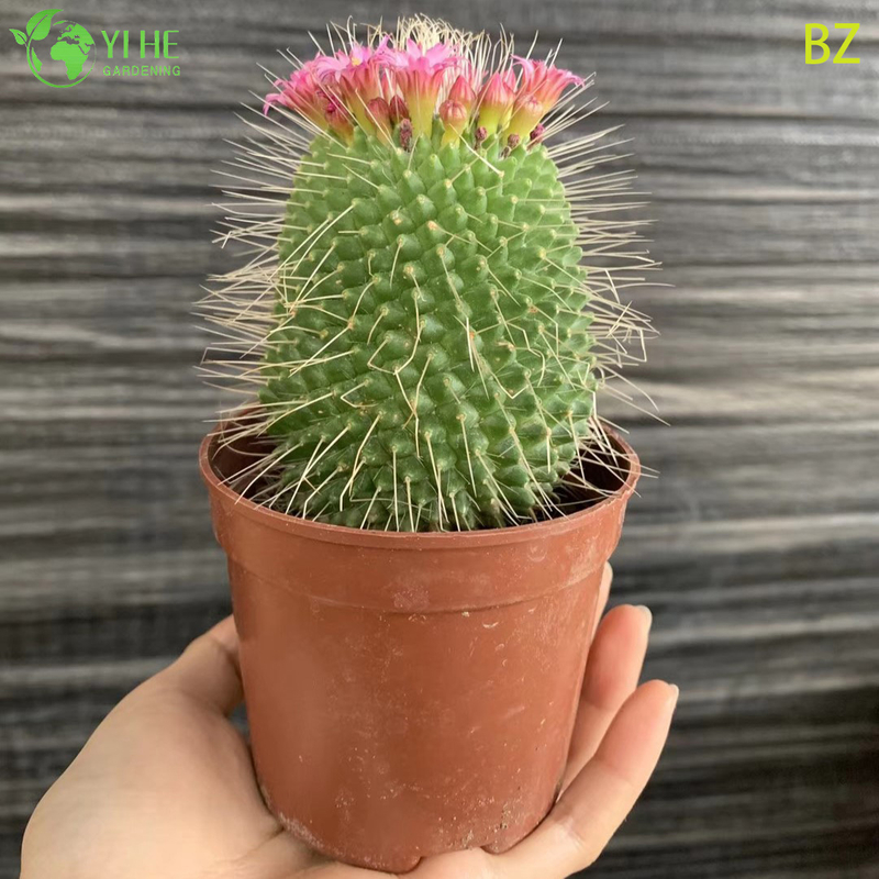 Wholesale Pink Flower Crown Cactus Live Plant Mammillaria Spinosissima Bonsai
