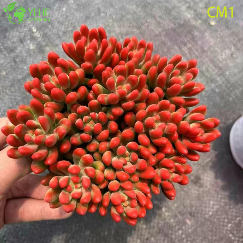 Wholesale Rainbow Jelly Bean Succulent Live Plant Spring Cluster Bonsai