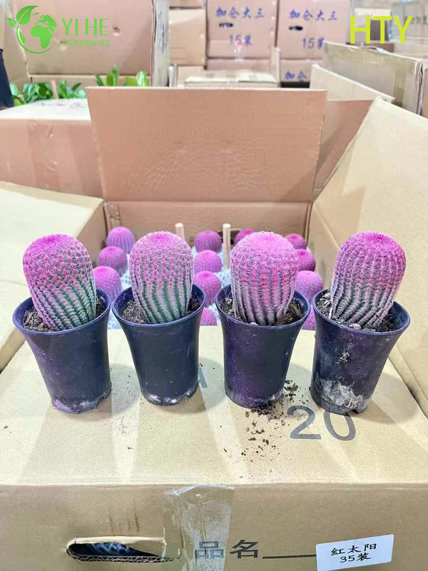 Wholesale Ruby Rainbow Hedgehog Cactus Live Collector's Plant Bonsai