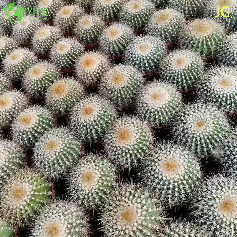 Wholesale Live Blooming Cactus with Large White Yellow Flowers Bonsai