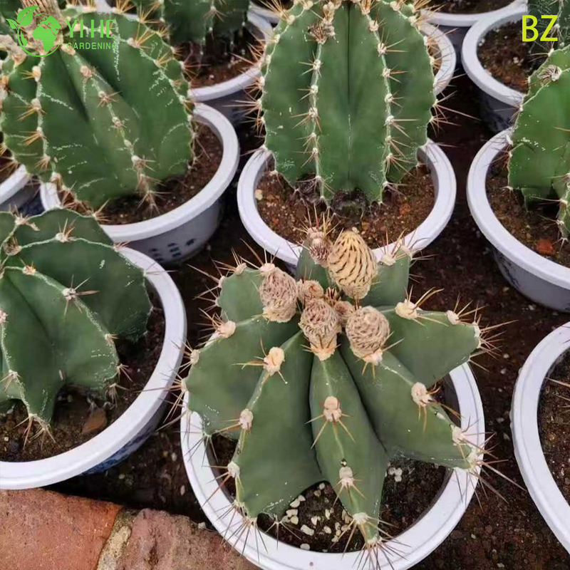 Wholesale Astrophytum Ornatum Monks Hood Cactus Live Star Plant Bonsai