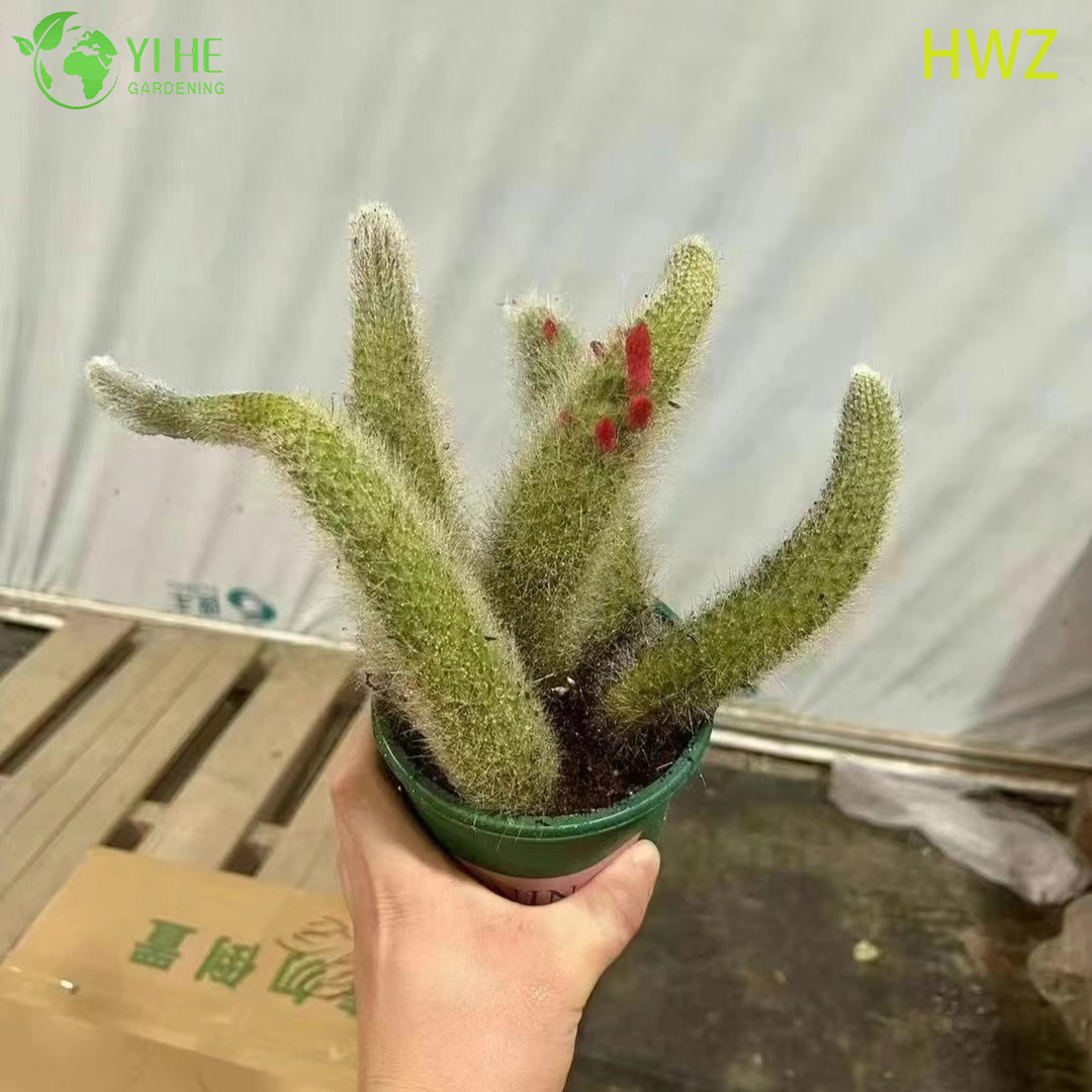 Live Monkey's Tail Cactus Wholesale Trailing Fuzzy Hildewintera Plant Bonsai