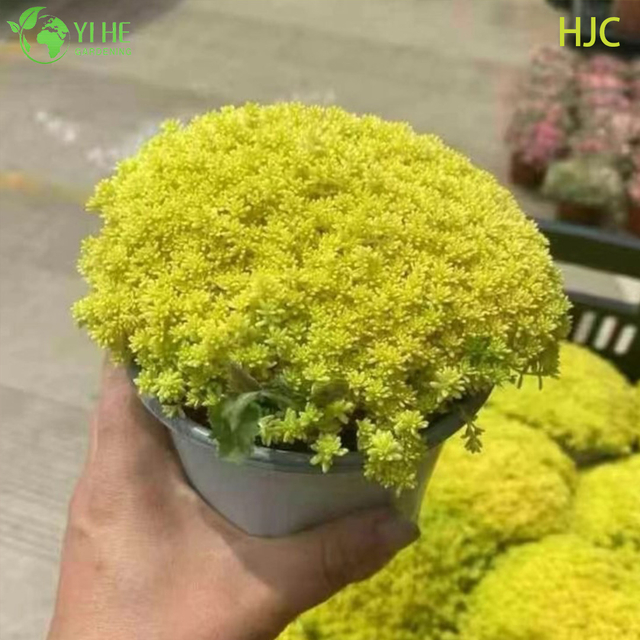 Wholesale Golden Japanese Stonecrop Live Plant Sedum Groundcover Bonsai