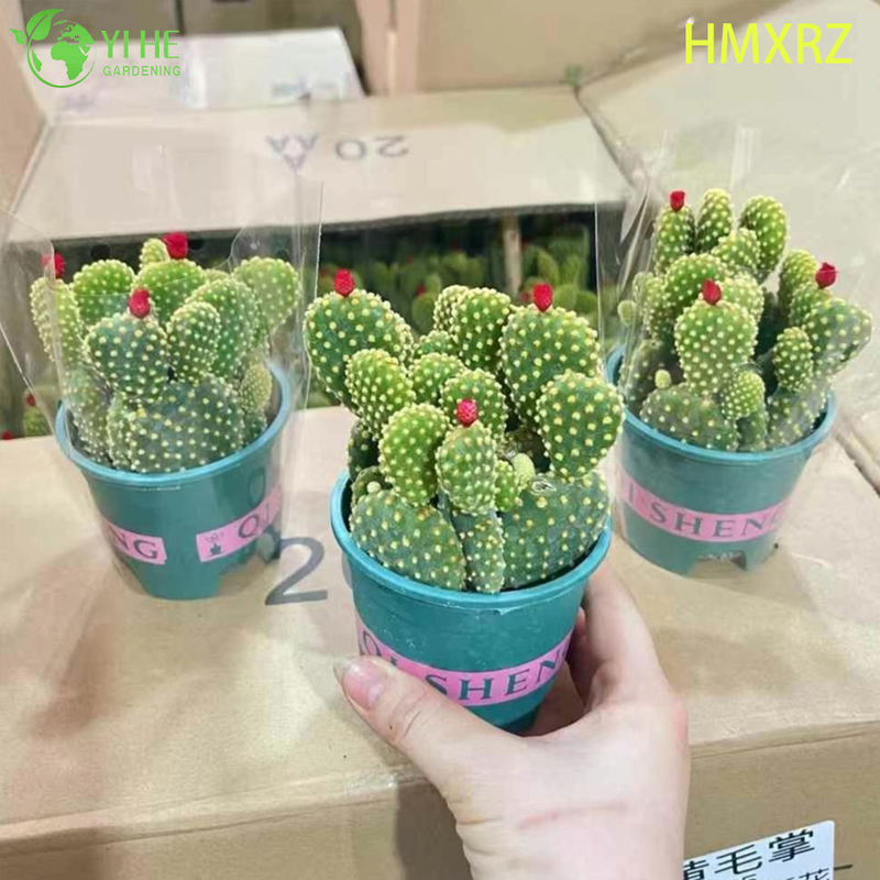 Live Bunny Ears Cactus Wholesale Yellow Polka Dot Opuntia Plant Bonsai