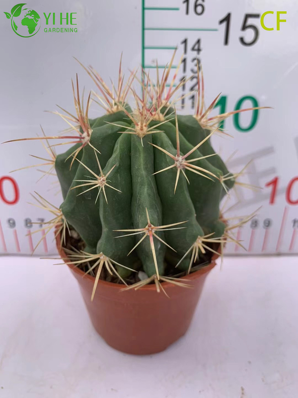 Wholesale Red Phoenix Echeveria Live Succulent Fiery Rosette Bonsai