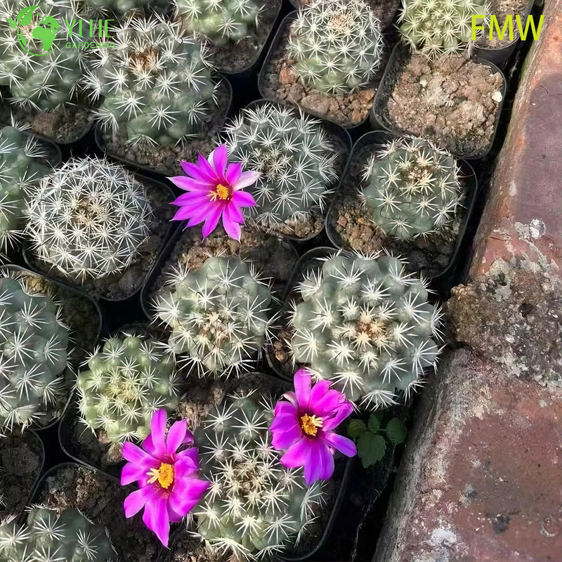 Wholesale Ferocactus Setispinus Twisted Rib Cactus Live Plant Bonsai
