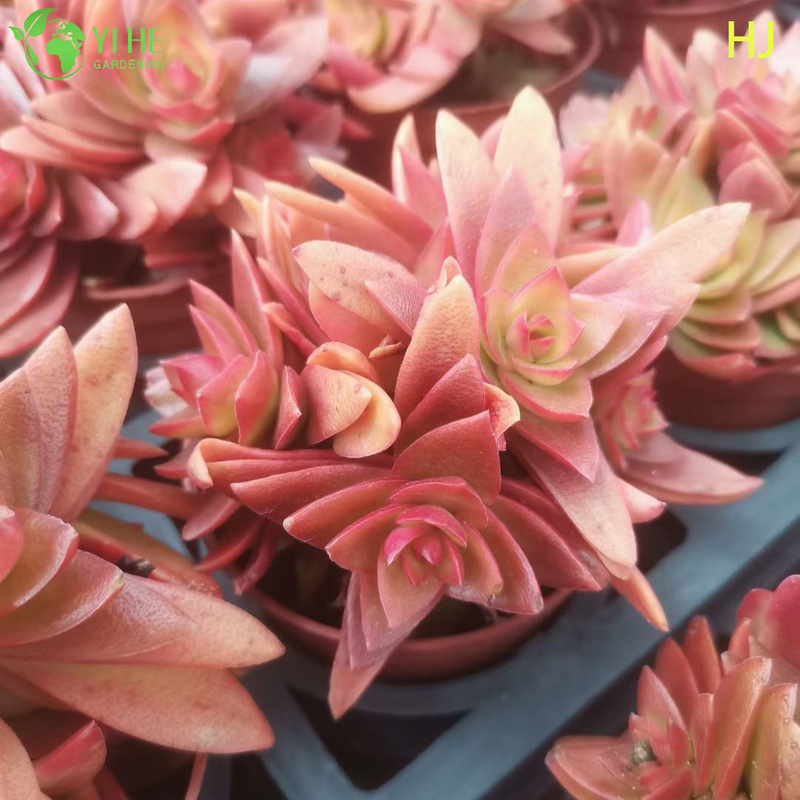 Wholesale Red Campfire Crassula Live Succulent Stacking Plant Bonsai