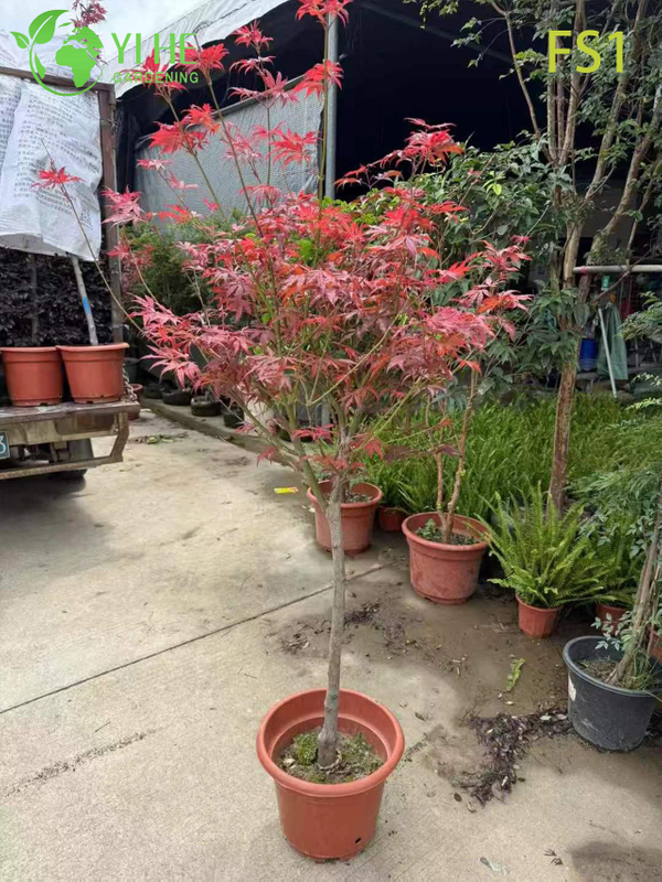 Wholesale Live Red Maple Tree for Landscape Garden Specimen Bonsai