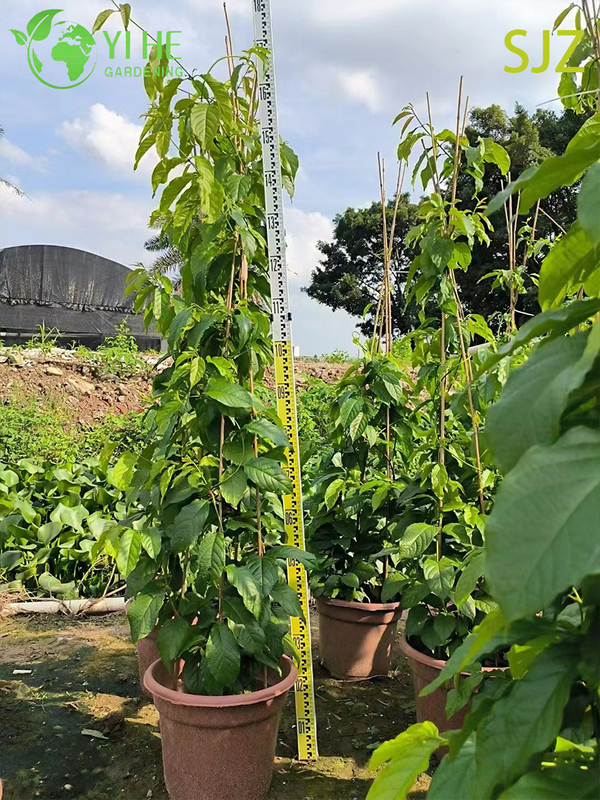 Wholesale Garcinia subelliptica Rangoon Creeper Live Fragrant Flowering Vine Plant Bonsai