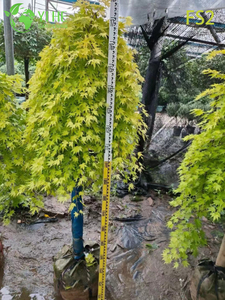 Weeping Green Laceleaf Maple Tree for Ornamental Landscaping Bonsai