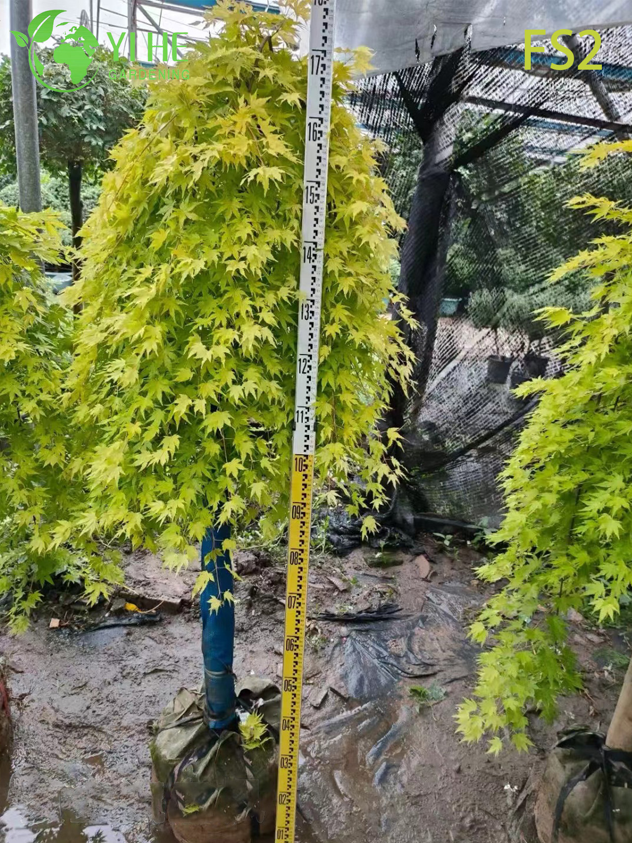 Weeping Green Laceleaf Maple Tree for Ornamental Landscaping Bonsai