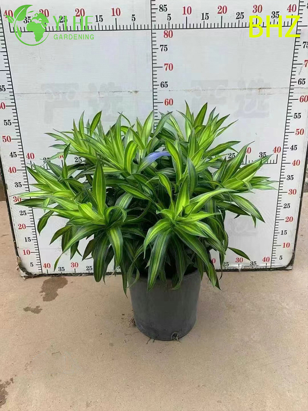 Lush Variegated Song of India Dracaena Live Indoor Houseplant Bonsai
