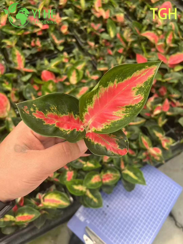 Aglaonema Thailand Red A Live Chinese Evergreen Houseplant Seedlings