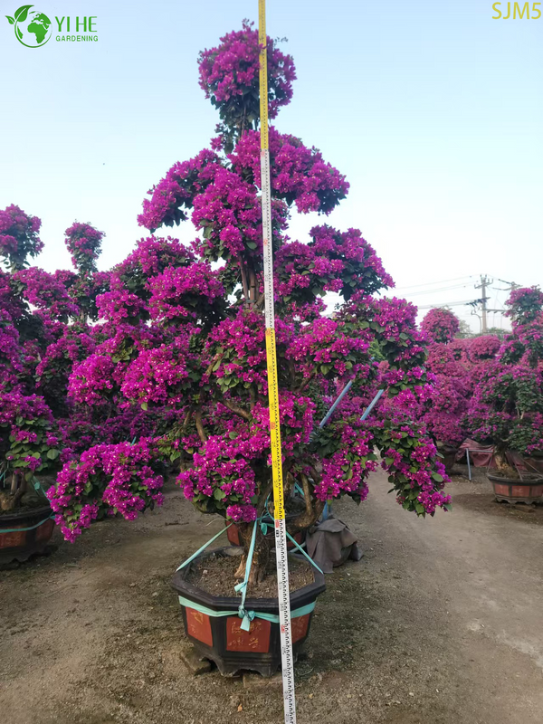 Bougainvillea Large Bonsai