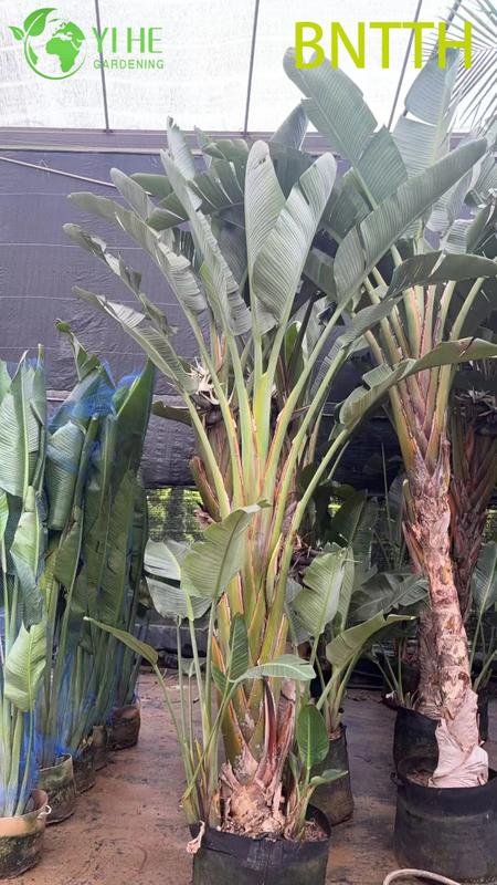 Wholesale Giant White Bird of Paradise for Indoor Outdoor Landscaping Bonsai