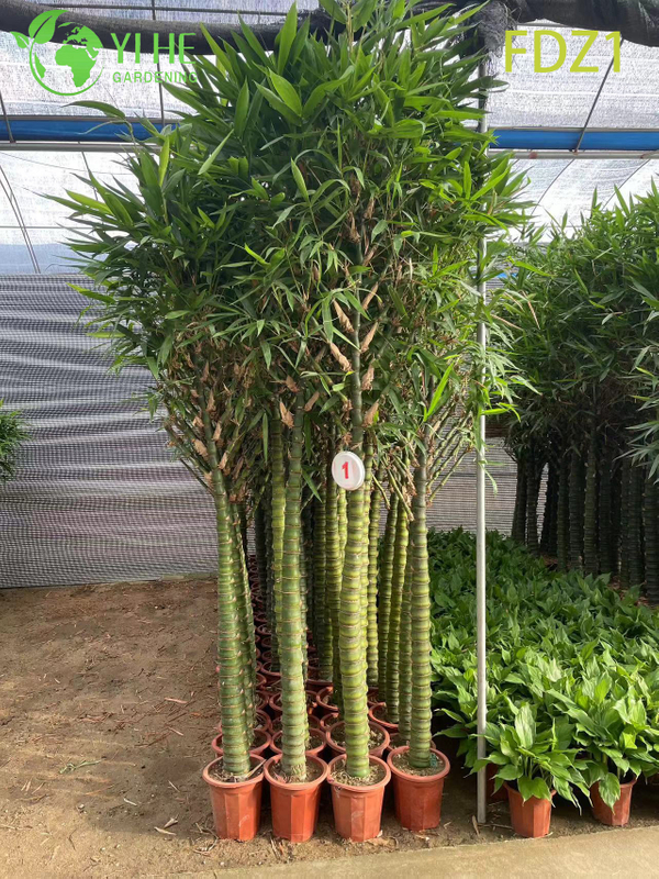 Wholesale Live Golden Buddha Belly Clumping Bamboo for Landscape Design Bonsai