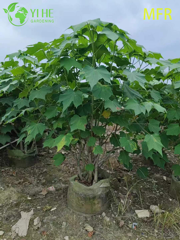 Wholesale Confederate Rose Standard Live Flowering Hibiscus Tree Bonsai