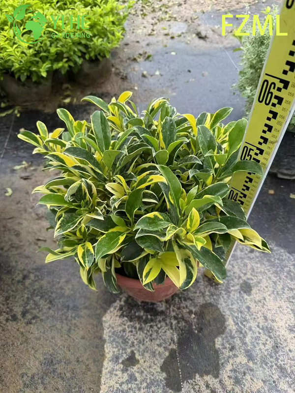 Wholesale Live Radermachera Sinica China Doll Plant for Indoor Landscaping Bonsai