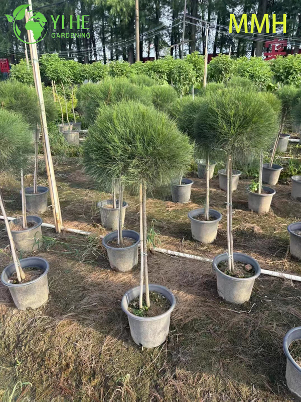 Wholesale Casuarina Globe Topiary Ball Live Landscaping Plant Bonsai