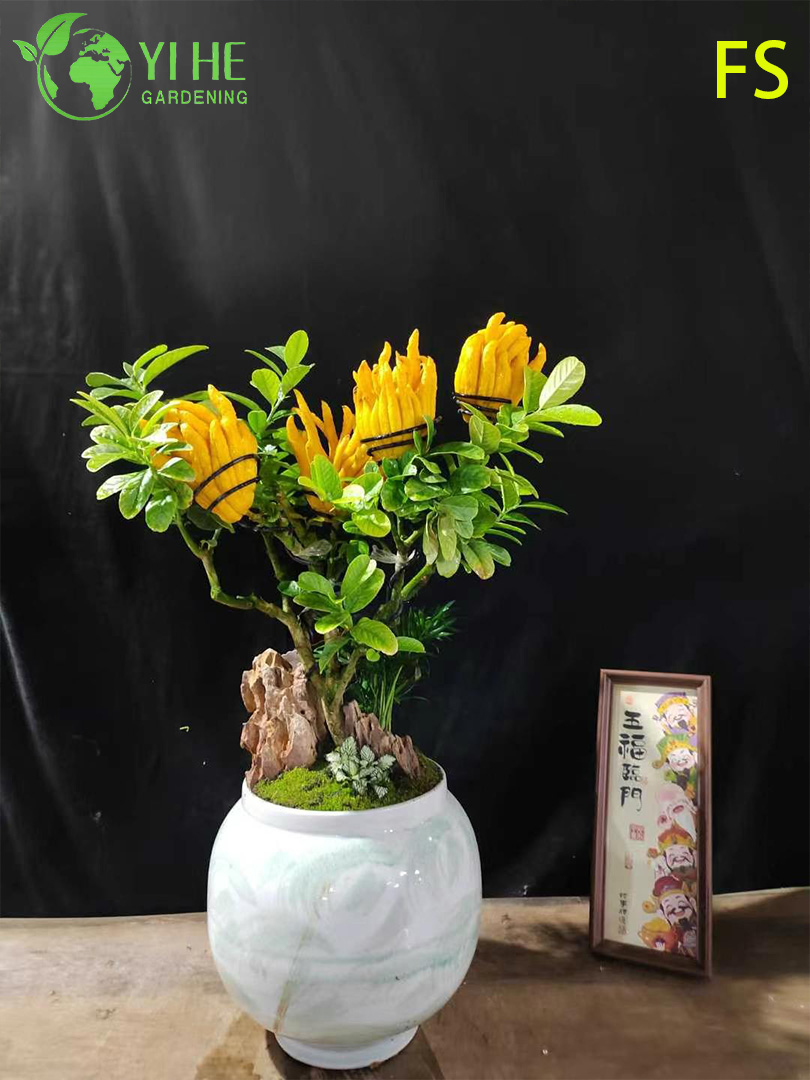 Aromatic Fingered Citron Buddha's Hand Live Tree for Export Bonsai