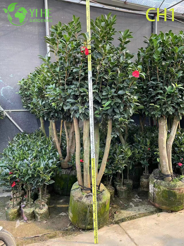 Wholesale Live Red Flowering Camellia Japonica Ornamental Shrub Bonsai