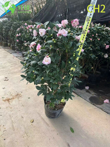 Wholesale Pink Bicolour Camellia Japonica Flowering Shrub Bonsai