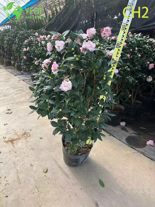 Wholesale Pink Bicolour Camellia Japonica Flowering Shrub Bonsai