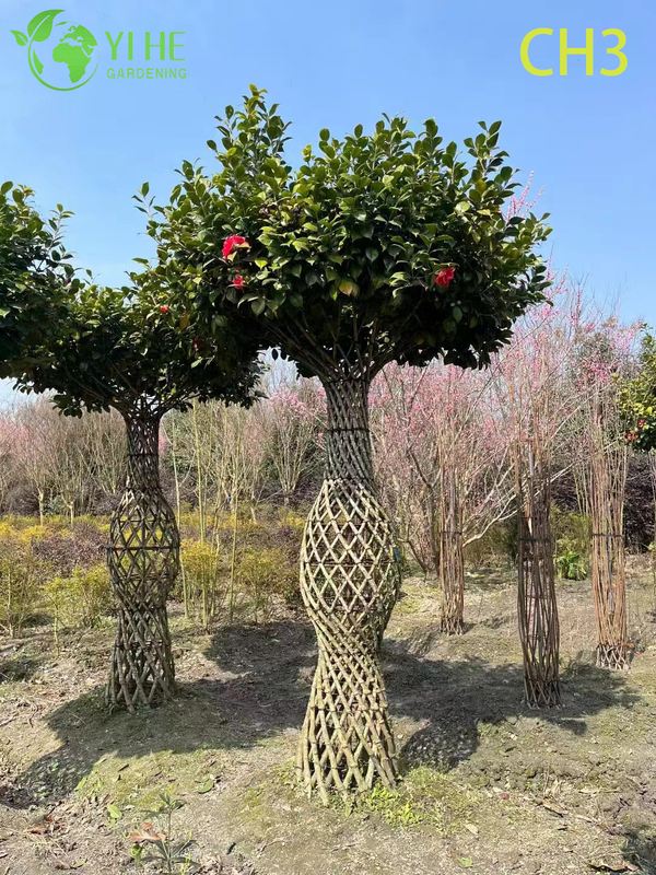 Wholesale Sculpted Woven Trunk Camellia Topiary Tree Bonsai