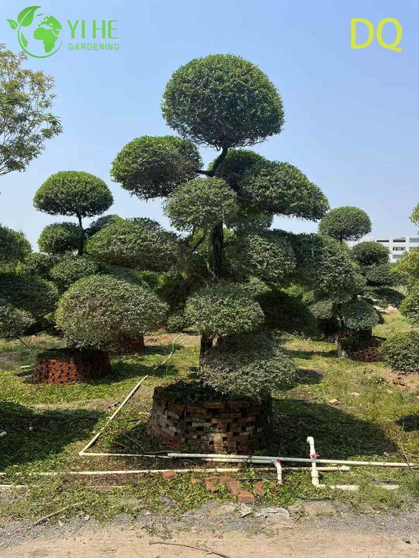 Wholesale Live Ilex Crenata Holly Globe Topiary for Garden Landscaping Bonsai