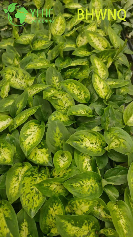 Wholesale Dieffenbachia Tropic Marianne Live Starter Plant Plug Seedlings