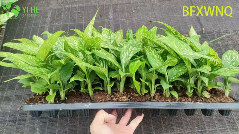 Wholesale Dieffenbachia Snowstorm Variegated Dumb Cane Plant Plug Seedlings