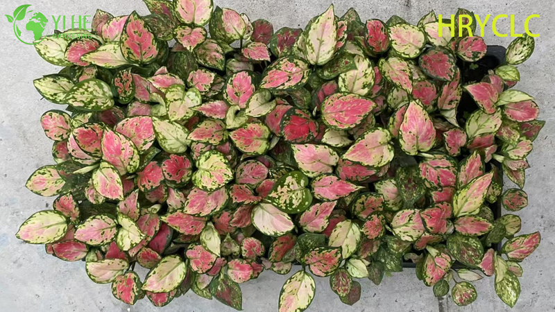 Wholesale Aglaonema Red Valentine Live Chinese Evergreen Starter Plug Seedlings