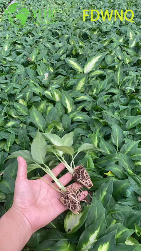 Wholesale Dieffenbachia Camille Live Variegated Dumb Cane Starter Plug Seedlings