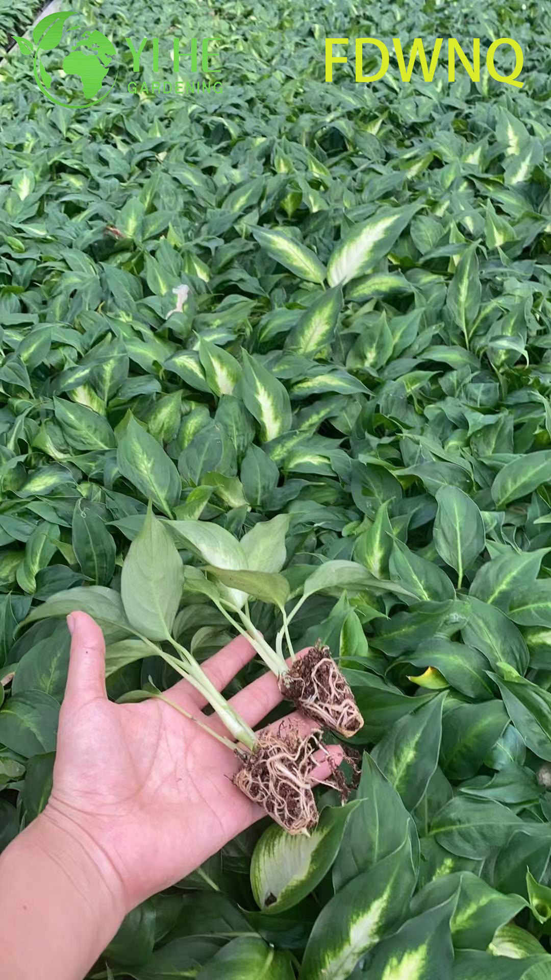 Wholesale Dieffenbachia Camille Live Variegated Dumb Cane Starter Plug Seedlings