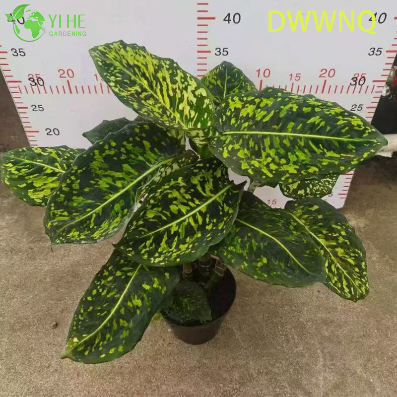 Wholesale Dieffenbachia Reflector Variegated Dumb Cane Starter Plant Seedlings