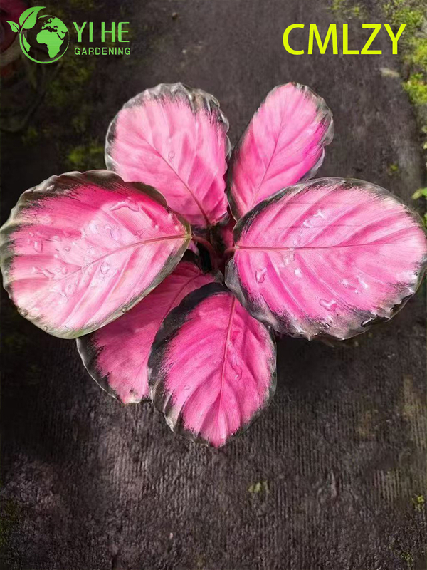 Wholesale Calathea Rosey Pink Live Prayer Plant Starter Plug Seedlings